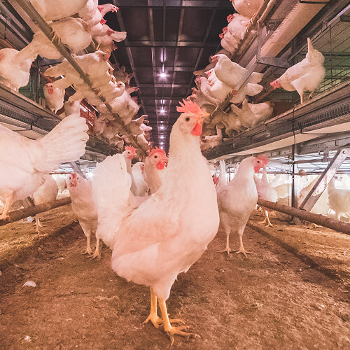 Chicken in a coop